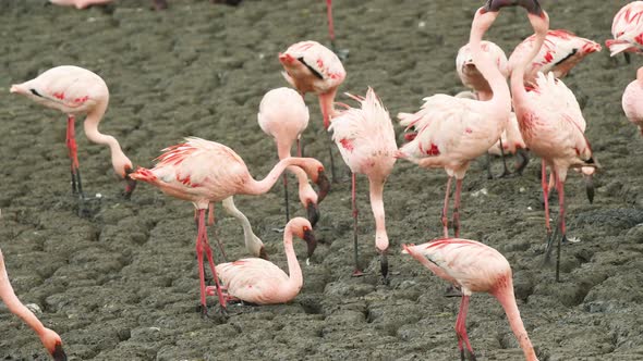 Adult Pink Lesser Flamingo birds fight between them selves over the mudflats around mangroves for pl