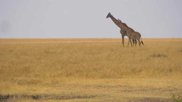 Two giraffes walking in savannah