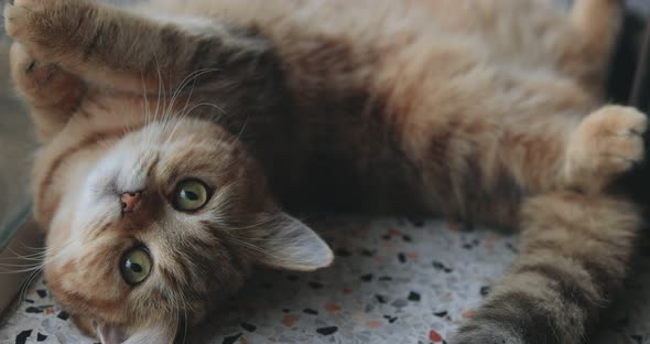 Cute Tabby British short hair kitten lying on the floor.