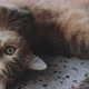 Cute Tabby British short hair kitten lying on the floor. - VideoHive Item for Sale