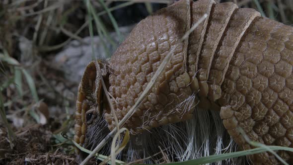 close up of armadillo eating bugs