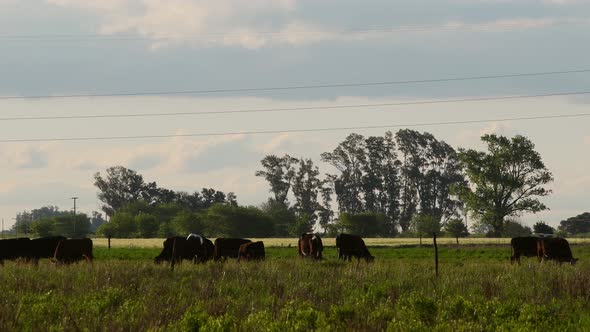Cattle grazing late in the afternoon,with a grove in the background.