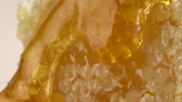 Honey pouring on honey comb, Slow Motion