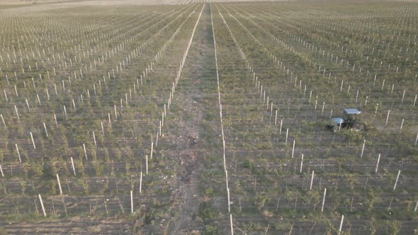 Aerial view farmer on tractor mowing weeds between rows of grapevines in vineyard landscape