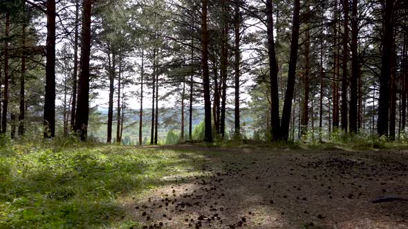 Morning Walk Through the Pine Forest. The Sun's Rays Move Through the Forest Through Tree Trunks