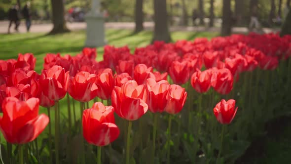 Lots of Beautiful Red Tulips and Flowers on the Green Lawn