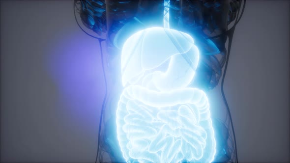 3d Illustration of Human Digestive System Parts and Functions alt