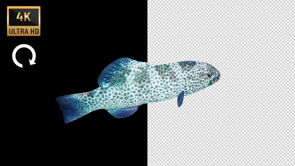 Coral Grouper Fish Back View - Plectropomus Pessuliferus