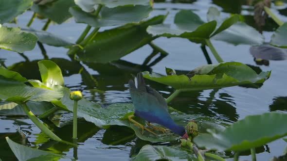 swamp bird purple gallinule eating vegetation super slow motion.