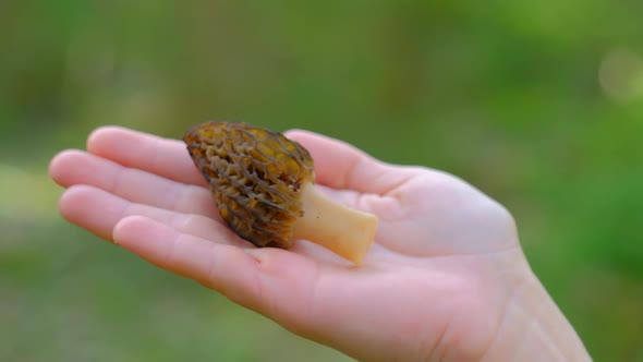 The Girl Holds Morchella Conica in Her Hand