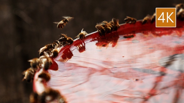 Bees Drink Water