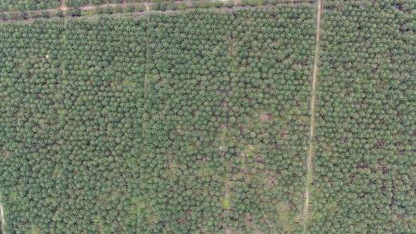 Aerial View of The Palm Oil Estates