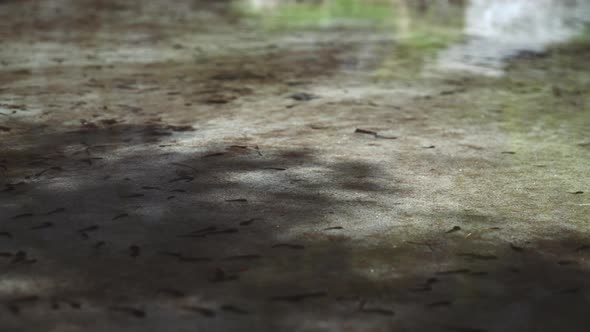 Tadpoles Swimming In A Crystal Clear Water