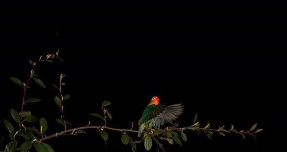 Fischer's Lovebird, agapornis fischeri, Adult standing on Branch, taking off, in flight