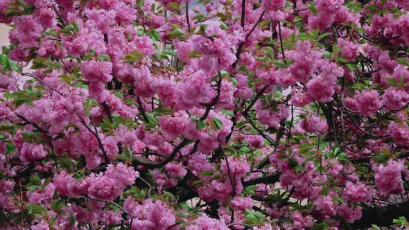 Branch with Pink Sakura Blossoms Natural Japan Spring Landscape