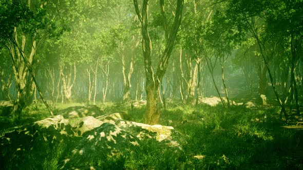 Roots of a Tree in a Misty Forest