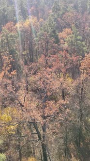 Vertical Video of an Autumn Forest During the Day