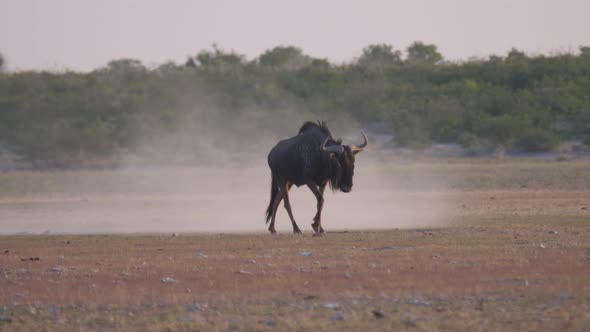 Wildebeest walking on a dry savanna 