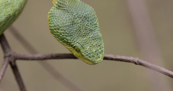 Close up Detail Of Bamboo Pit Viper's Head