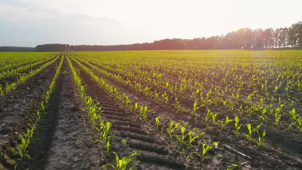 Field with Young Corn Shoots