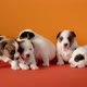 Cute Puppies Play at Studio - VideoHive Item for Sale