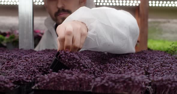 Farmer Takes Tray with Growed Radish Microgreens From Vertical Farm Shelve Growing Vitaminized