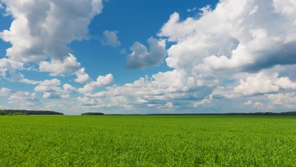 Beautiful Landscape, Sky and Green Fresh Grass