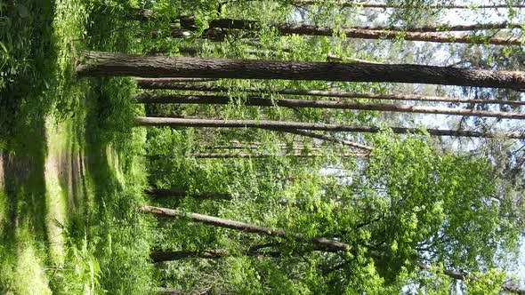 Vertical Video Aerial View Inside a Green Forest with Trees in Summer