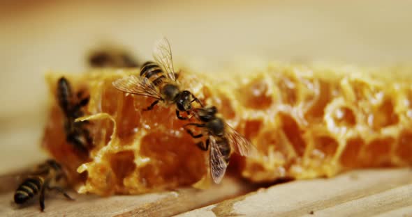 Bees on a piece of fresh honeycomb