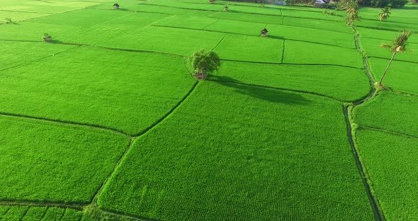 Aerial rice field mind fresh and peaceful