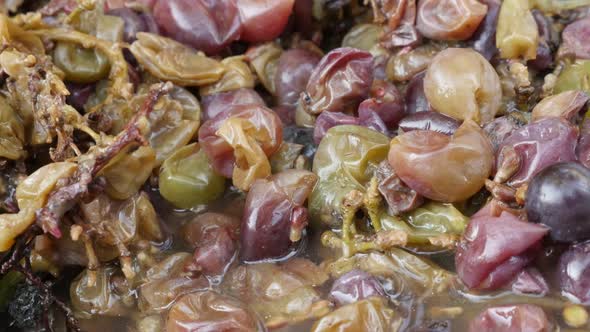 Crushed grapes in juicy pomace 4K panning footage