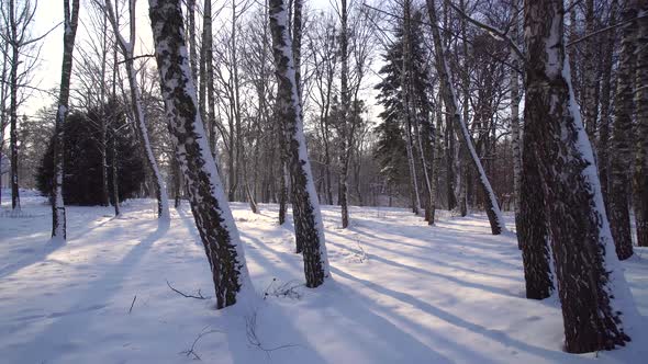 Walking in the Winter Forest