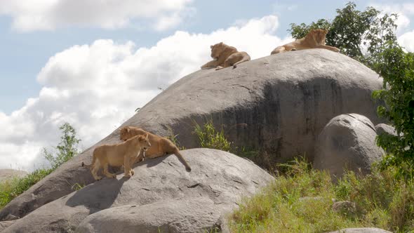 Male Lions on the rocks in Serengeti National Park Tanzania