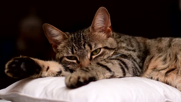 Portrait of a European Shorthair cat resting on a cushion, a medium shot against a dark, blured out