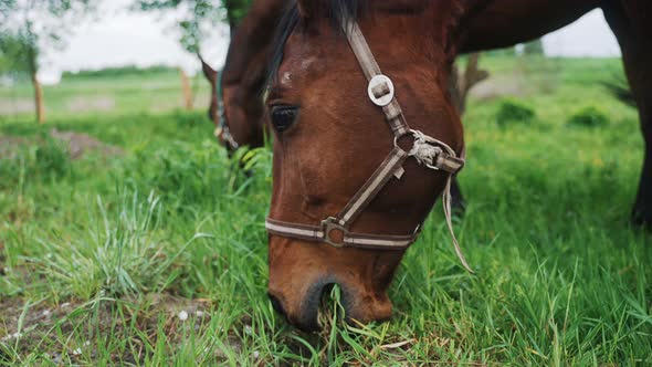 Two Dark Bay Horses In The Horse Farm Grazing Horse Chewing Grass In The Field