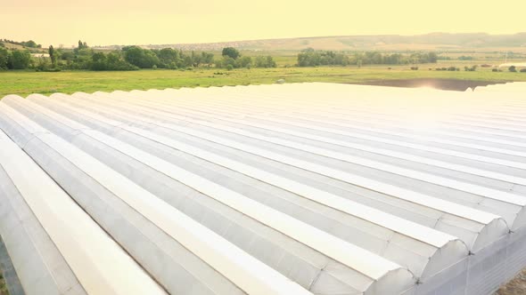 Greenhouses for Growing Flowers Vegetables Fruits and Transplants