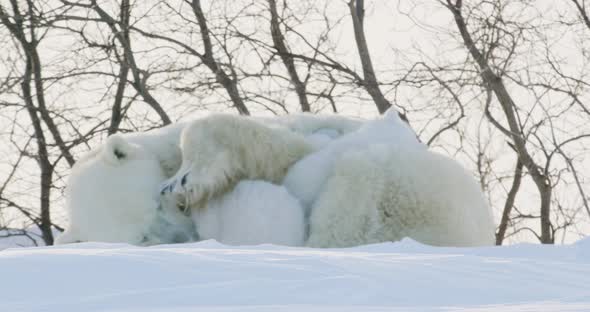 Polar Bear sow and two cubs sleeping in the snow. Sow lifts paw and places on top of cub.