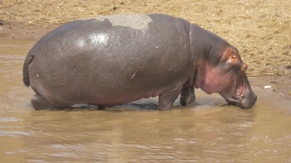 Hippopotamus coming out of a river