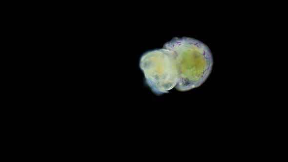Larva of a Worm at Pelagosfera Stage Under Microscope Sipuncula Phylum