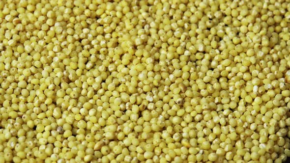 Millet Groats Closeup Rotates As a Background for a Restaurant Wheatgrass Backdrop Popularly Called