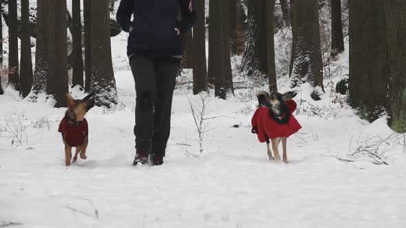 Woman walking her dogs in the winter in the woods