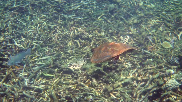 Hawksbill Sea Turtle Slowly Swimming in Blue Water Through Sunlight Try to Find Food on Coral Reef