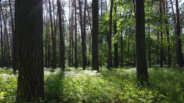 Beautiful Green Forest on a Summer Day Slow Motion