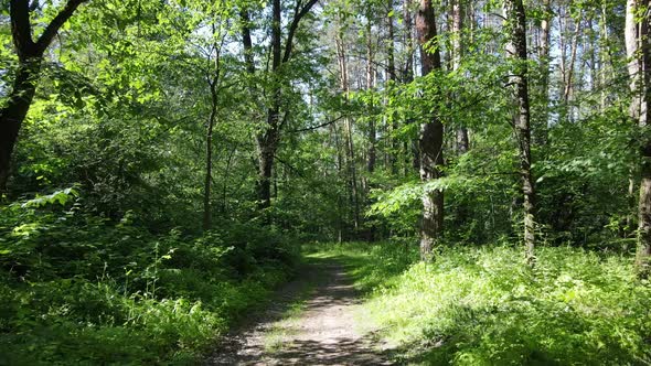 Trees in the Forest By Summer Day