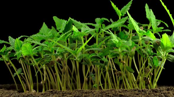 Marijuana Plant Growing