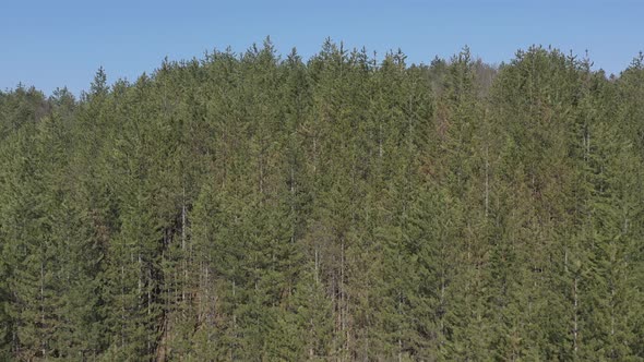 Top of European silver fir Abies alba trees and blue sky 4K drone video