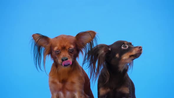 Black and Brown Russian Toy Terriers Posing While Sitting in the Studio on a Blue Background