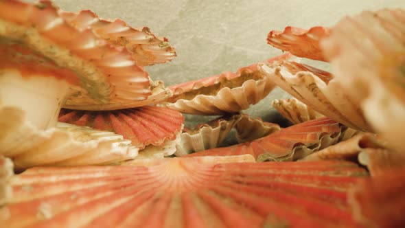 Pink Shells of Live Scallops Lying in Pile Against Wall