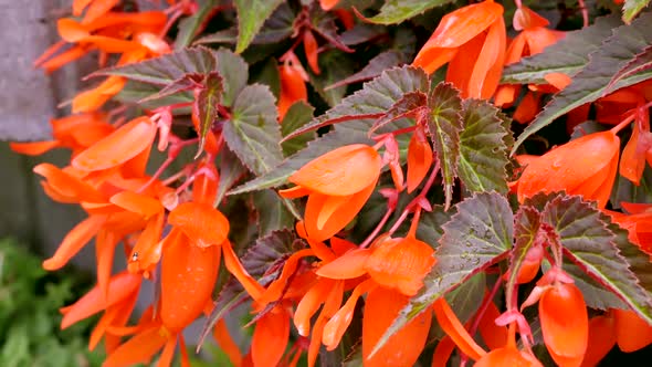 Bright Flowers In The Garden 