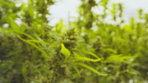 Close up on medical Cannabis plants growing inside a greenhouse